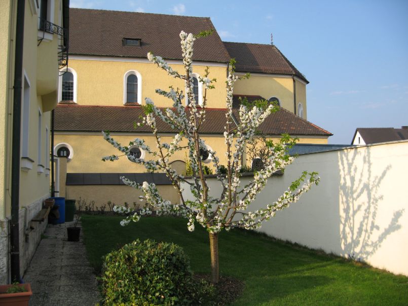 Süßkirsche 'Sunburst' - Prunus avium 'Sunburst' - Baumschule Horstmann