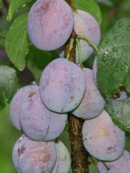 Säulenpflaume 'Imperial' - Prunus domestica 'Imperial' - Baumschule  Horstmann
