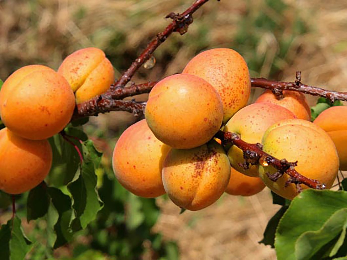 Aprikose \'Ungarische Beste\' - Prunus armeniaca \'Ungarische Beste\' -  Baumschule Horstmann