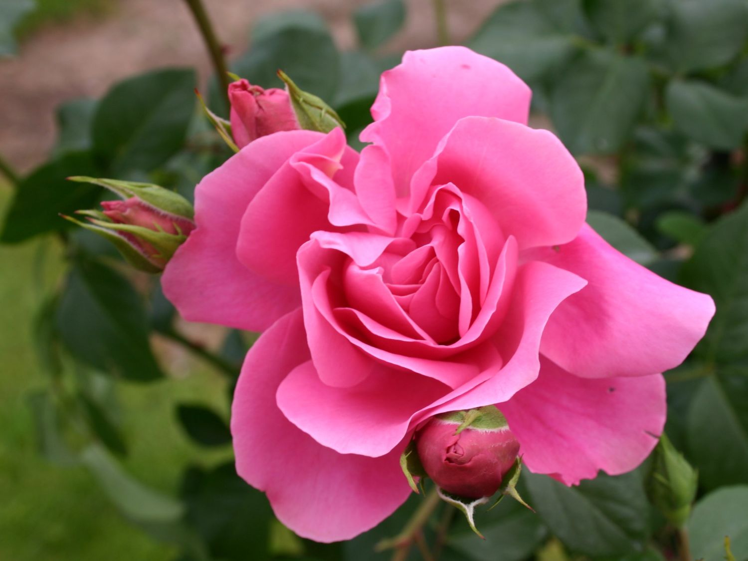 Beetrose Play Rose ® Rosa Play Rose ® Baumschule Horstmann 
