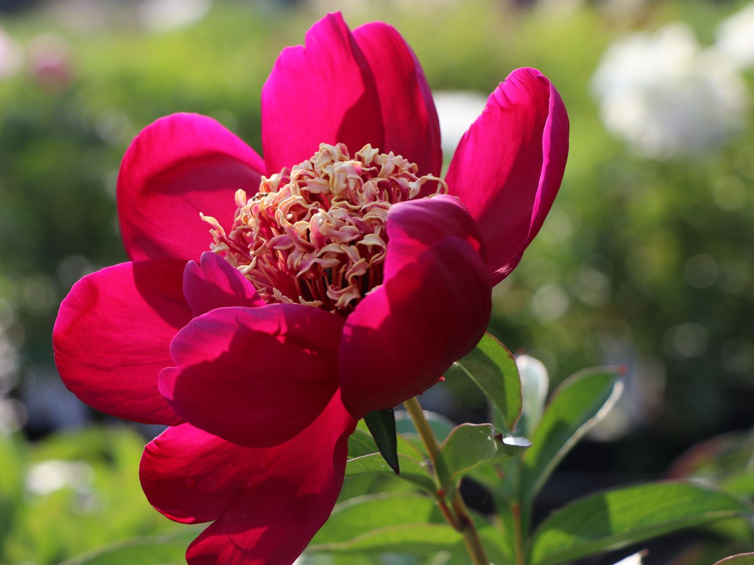 Frühblühende Pfingstrose Nippon Beauty Für Deinen Garten