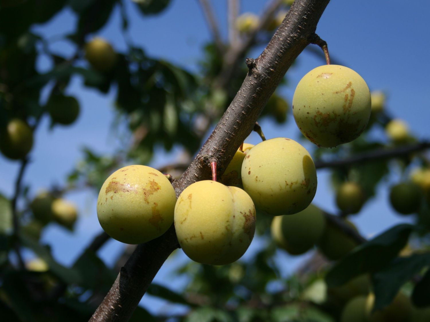 Pflaume \'Oullins Reneklode\' / Eierpflaume - Prunus \'Oullins Reneklode\' /  Eierpflaume - Baumschule Horstmann