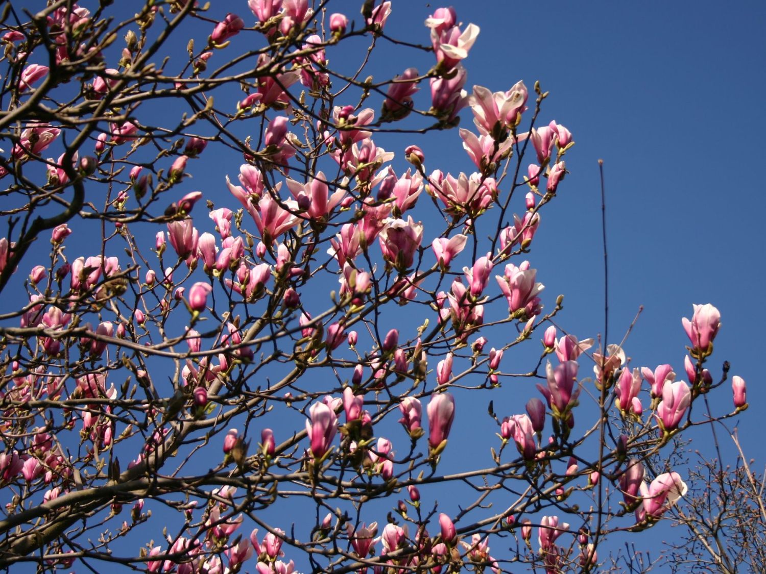 Tulpen-Magnolie \'Pickard\'s Schmetterling\' - Magnolia x soulangiana  \'Pickard\'s Schmetterling\' - Baumschule Horstmann